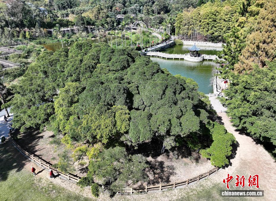 榕城“榕树王”独木成林 冠幅达1330平方米