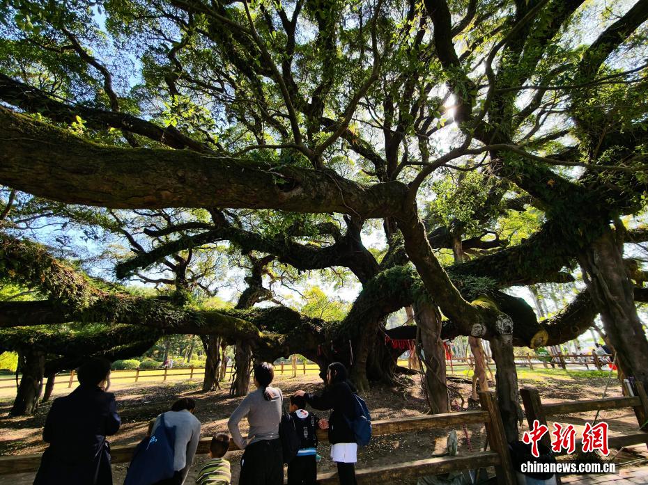 榕城“榕树王”独木成林 冠幅达1330平方米