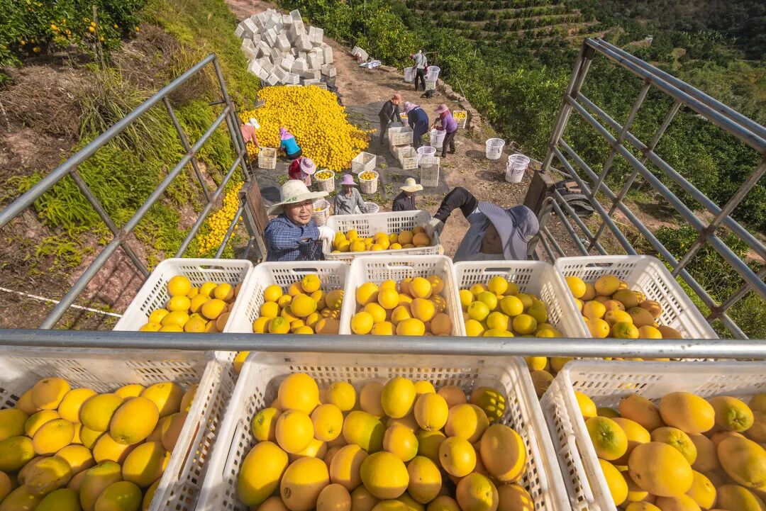 现场火爆!这场推介会“甜度很高” | 百千万工程 图片