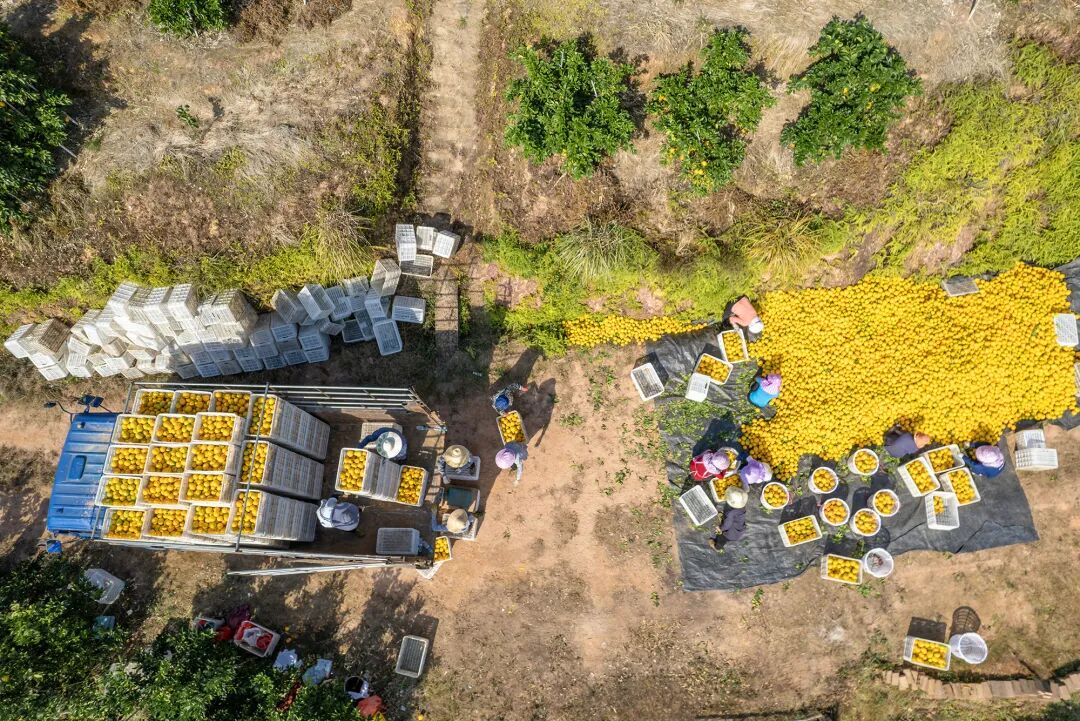 现场火爆!这场推介会“甜度很高” | 百千万工程 图片