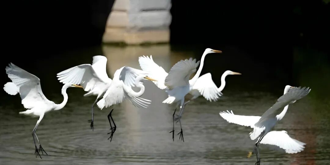 宝安唯一!拿下4项大奖!