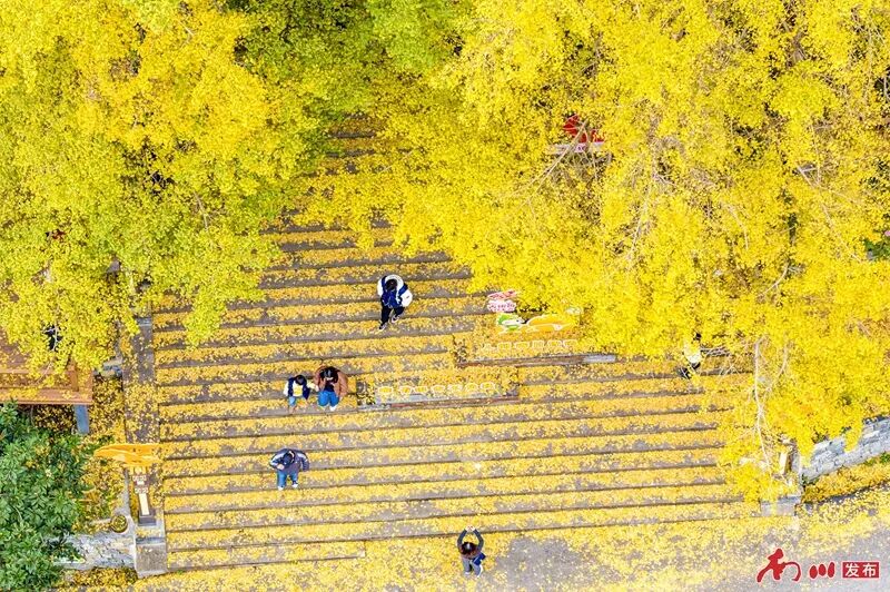 千年银杏下，真的在“长钱”！德隆镇的“金色财富”火出圈了
