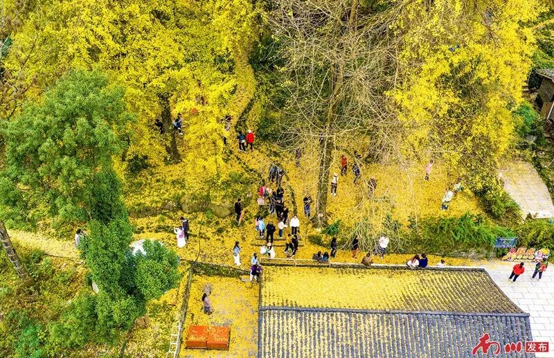 千年银杏下，真的在“长钱”！德隆镇的“金色财富”火出圈了