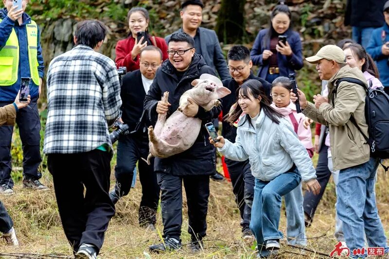 千年银杏下，真的在“长钱”！德隆镇的“金色财富”火出圈了