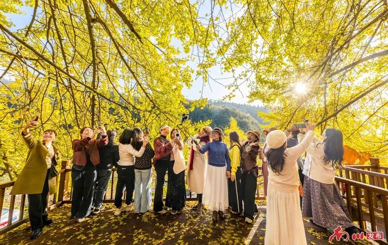 千年银杏下，真的在“长钱”！德隆镇的“金色财富”火出圈了