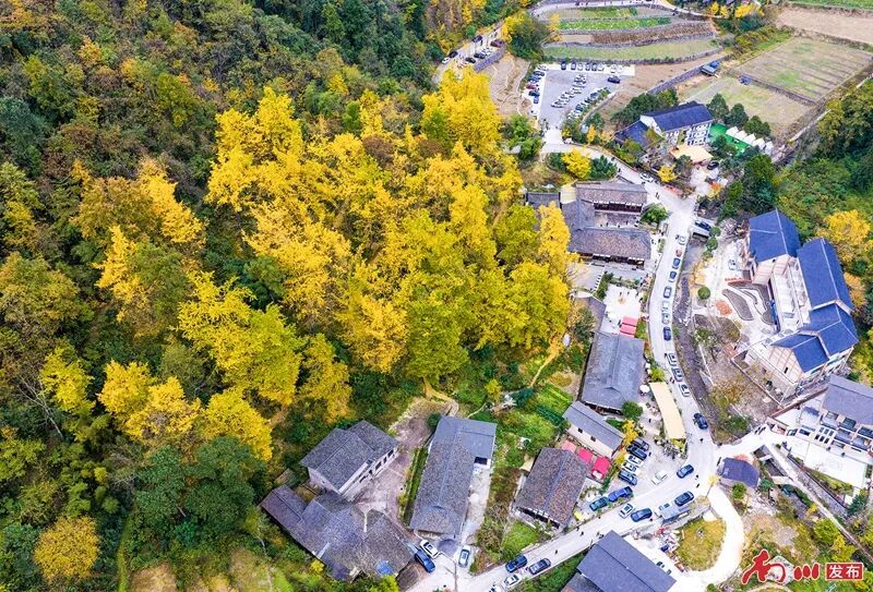 千年银杏下，真的在“长钱”！德隆镇的“金色财富”火出圈了