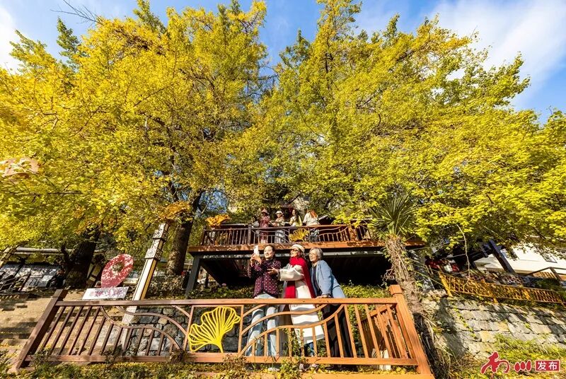 千年银杏下，真的在“长钱”！德隆镇的“金色财富”火出圈了