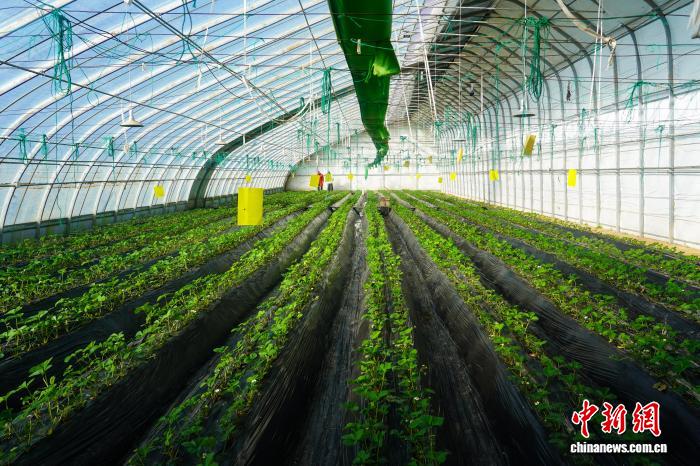 从凭经验到靠数据 甘肃环县科技加持下的“棚”勃生机