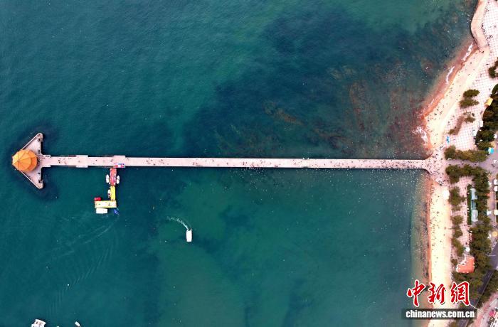 山东青岛:鸥舞岛城显冬韵 人鸥同乐映和谐