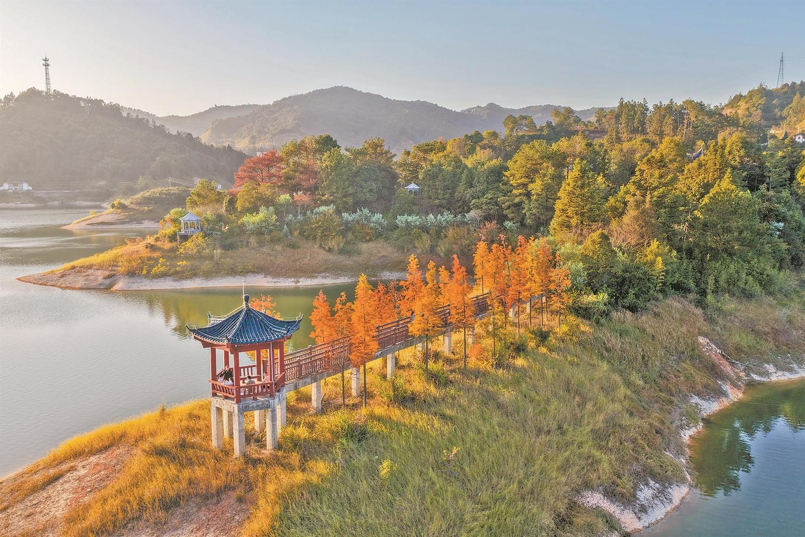 冬日水杉红湖畔美如画 冬日水杉红湖畔美如画