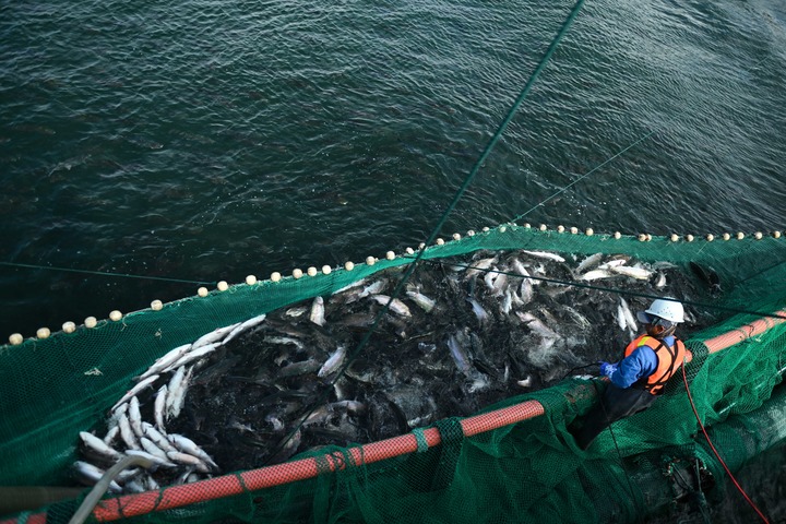 四中全会精神在基层丨青海冷水鱼“游”向餐桌