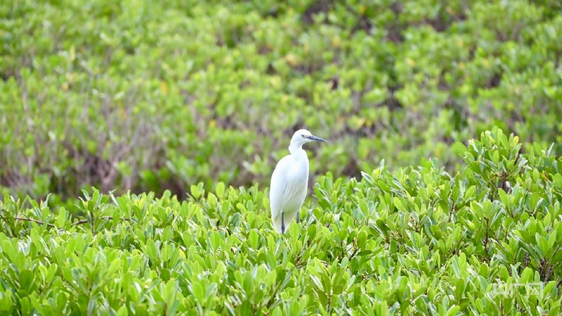 滩涂堵点蝶变亮点 看“海上森林”的生态奇迹