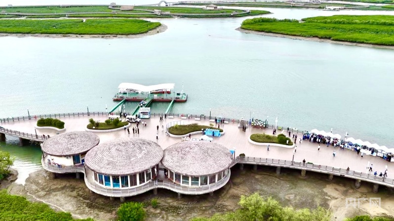 滩涂堵点蝶变亮点 看“海上森林”的生态奇迹