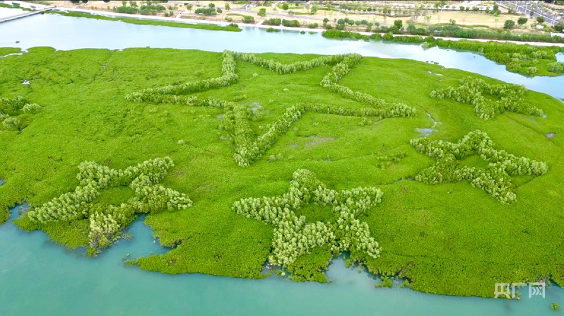 滩涂堵点蝶变亮点 看“海上森林”的生态奇迹
