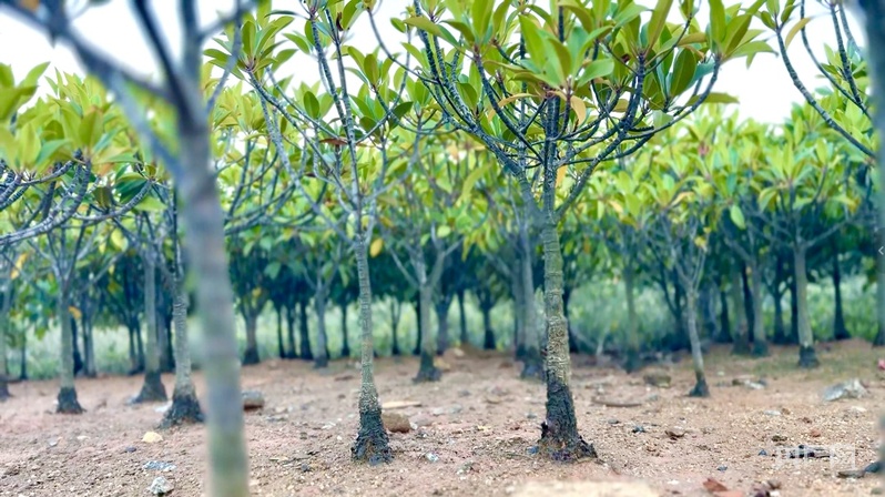 滩涂堵点蝶变亮点 看“海上森林”的生态奇迹