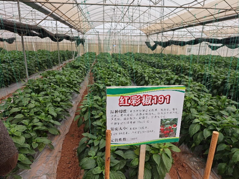 广西“桂字号”蔬菜品牌总值超600亿元