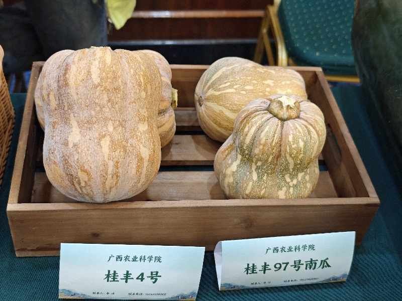 广西“桂字号”蔬菜品牌总值超600亿元