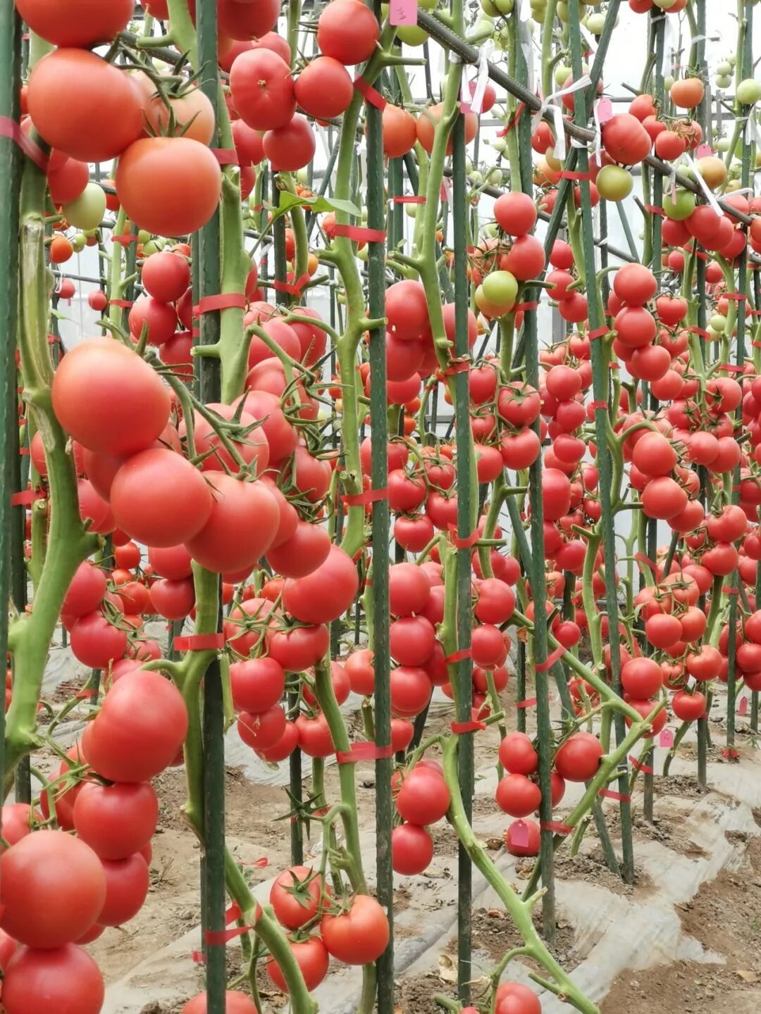 重磅!山东农大这位教授获国际顶尖学界“最高荣誉” 重磅!山东农大这位教授获国际顶尖学界“最高荣誉”