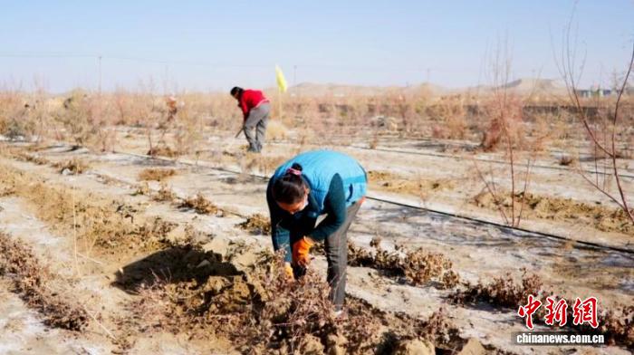 新疆于田县沙产业实验基地中药材迎来丰收