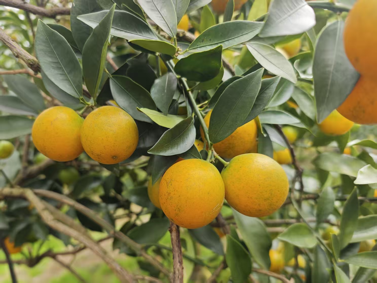 广西融安：脆蜜金桔酿就香甜生活