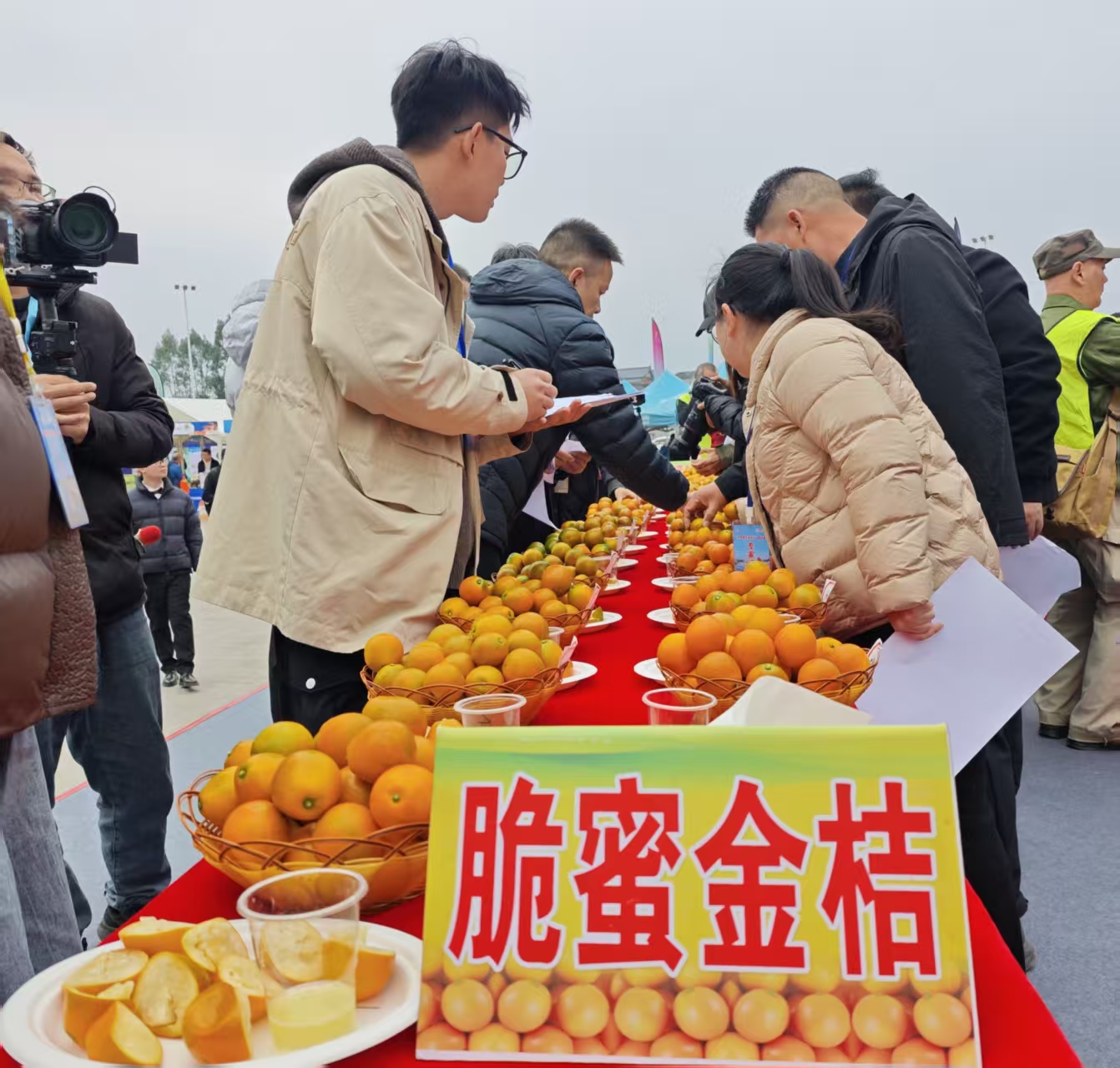 广西融安：脆蜜金桔酿就香甜生活