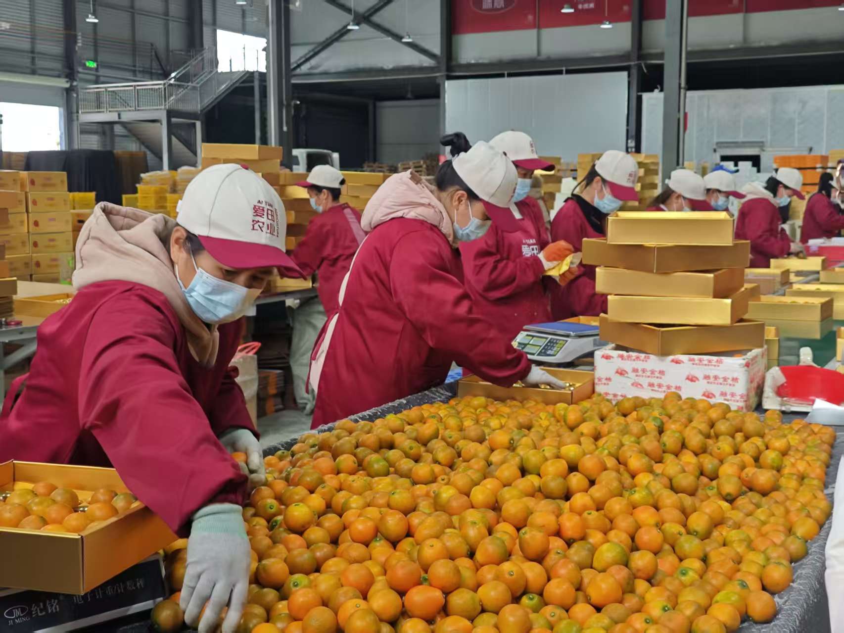 广西融安：脆蜜金桔酿就香甜生活