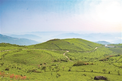 福鼎白茶国家地理标志保护示范区获批成立