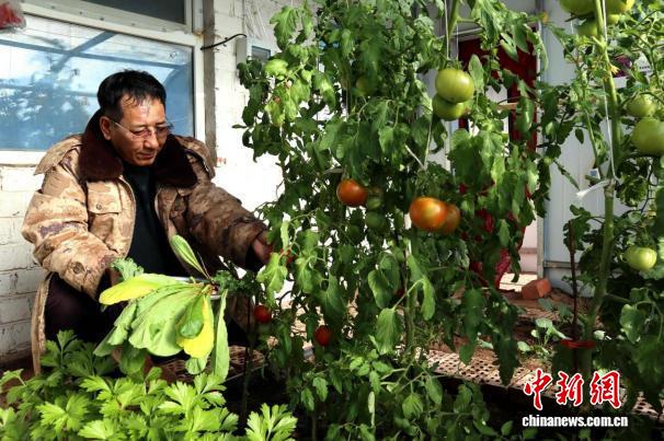 戈壁边关的餐桌之变:292户戍边牧民告别“蔬果寒冬”