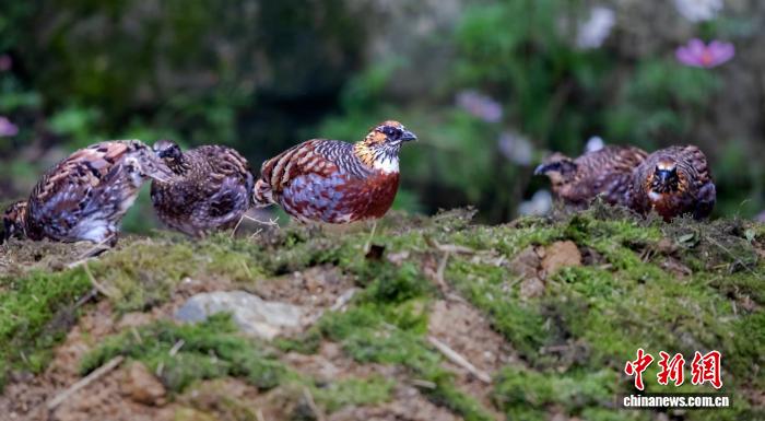全国首个四川山鹧鸪人工繁育基地竣工