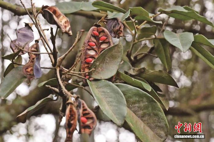福建明溪发现罕见花榈木野生种群