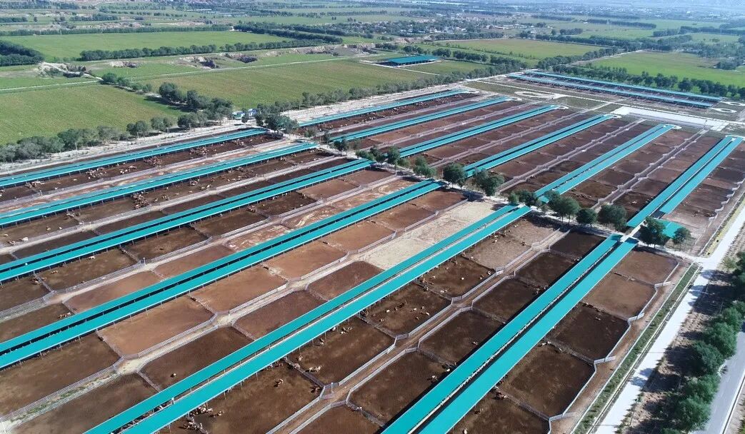 “四项机制”联农带农丨宁夏固原市原州区：肉牛产业撑起乡村振兴“硬腰杆”