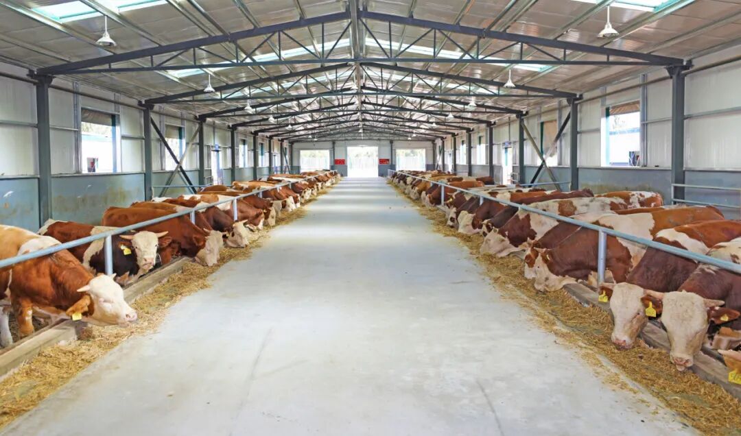 “四项机制”联农带农丨宁夏固原市原州区：肉牛产业撑起乡村振兴“硬腰杆”