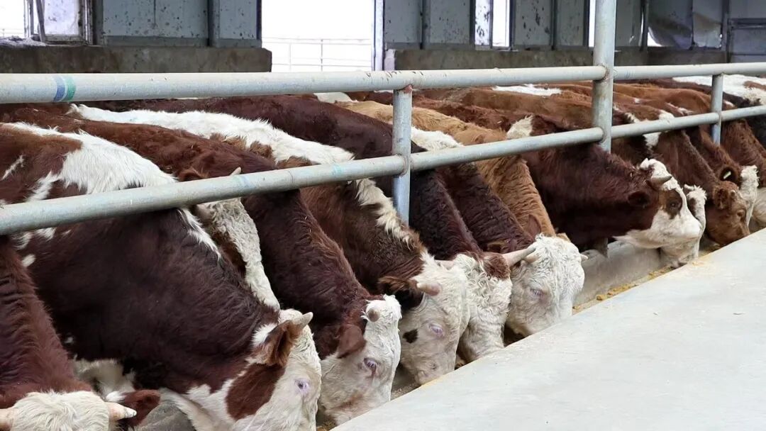 “四项机制”联农带农丨宁夏固原市原州区：肉牛产业撑起乡村振兴“硬腰杆”