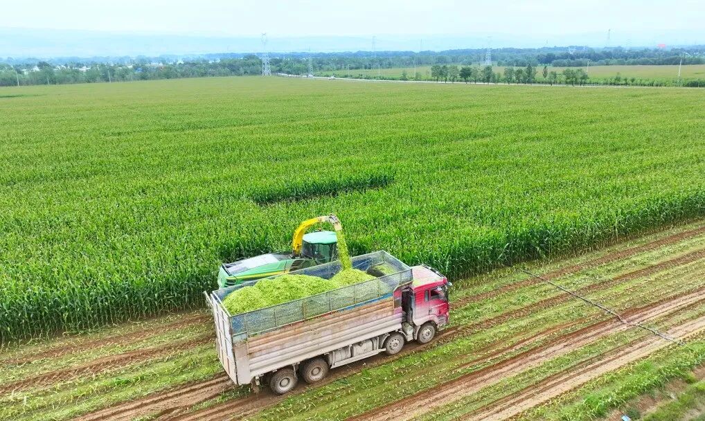 “四项机制”联农带农丨宁夏固原市原州区：肉牛产业撑起乡村振兴“硬腰杆”