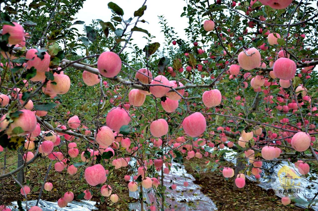 甘肃天水:“跨境电商”助力农特产品顺利“出海” 甘肃天水:“跨境电商”助力农特产品顺利“出海”