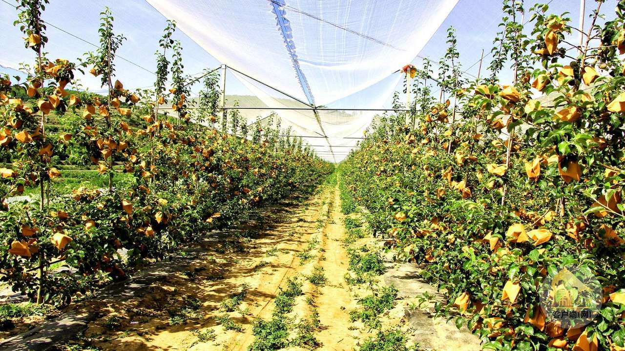 甘肃天水:“跨境电商”助力农特产品顺利“出海” 甘肃天水:“跨境电商”助力农特产品顺利“出海”