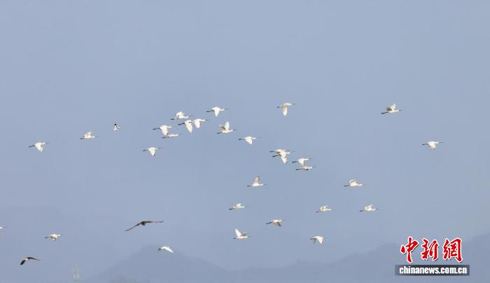 江西彭泽:冬日湿地候鸟翩跹起舞
