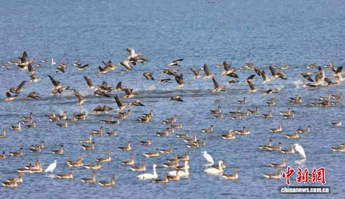 江西彭泽:冬日湿地候鸟翩跹起舞