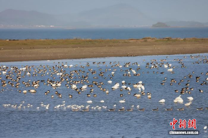 江西彭泽:冬日湿地候鸟翩跹起舞
