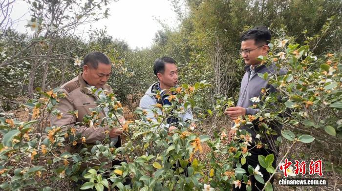冷榨技术进瑶乡 湖南江永7000亩油茶林变身“绿色银行”