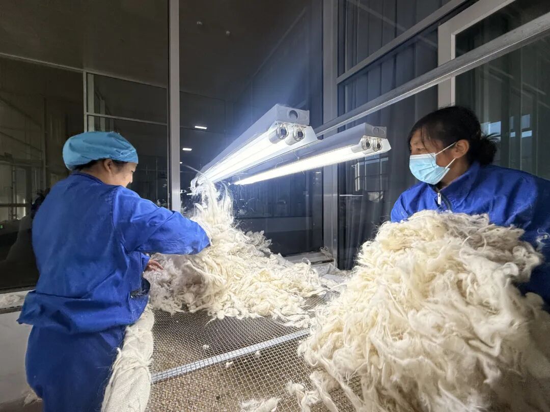 鄂托克前旗:“一克绒”温暖一座城