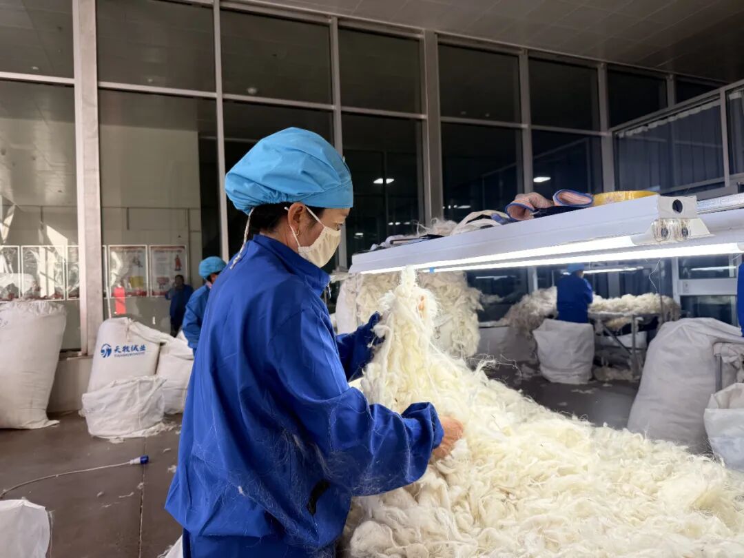 鄂托克前旗:“一克绒”温暖一座城