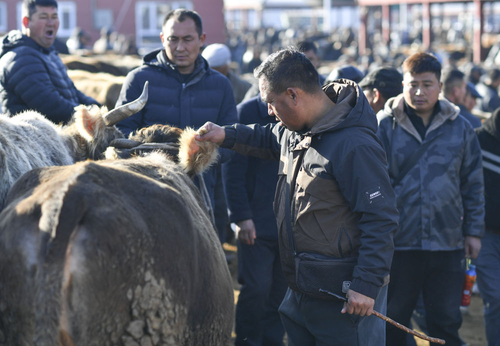 在新疆的巴扎 他们是连接牧场和市场的“纽带” 在新疆的巴扎 他们是连接牧场和市场的“纽带”