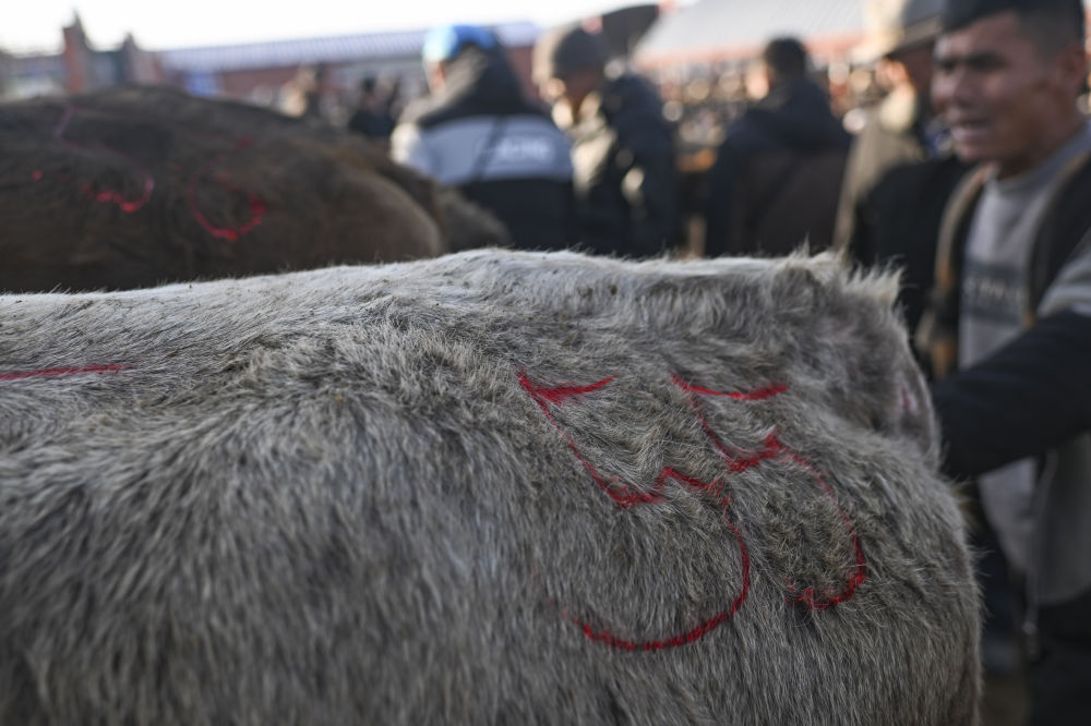 在新疆的巴扎 他们是连接牧场和市场的“纽带” 在新疆的巴扎 他们是连接牧场和市场的“纽带”