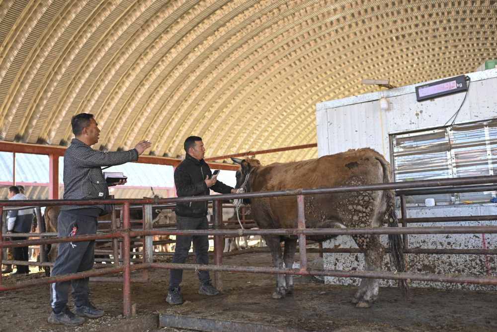 在新疆的巴扎 他们是连接牧场和市场的“纽带” 在新疆的巴扎 他们是连接牧场和市场的“纽带”