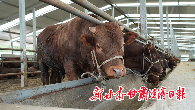 甘肃静宁：优质种源繁育与品牌建设驱动肉牛产业“犇”向高端