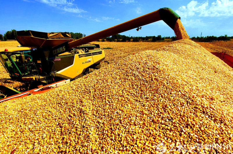 基础更稳 动能更强 活力更足——2025新疆经济高质量发展观察