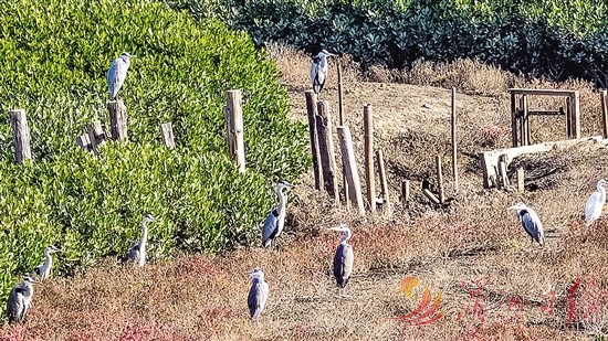 城海相依，人海和谐。木兰溪入海口——铺展“水鸟翔集”画卷