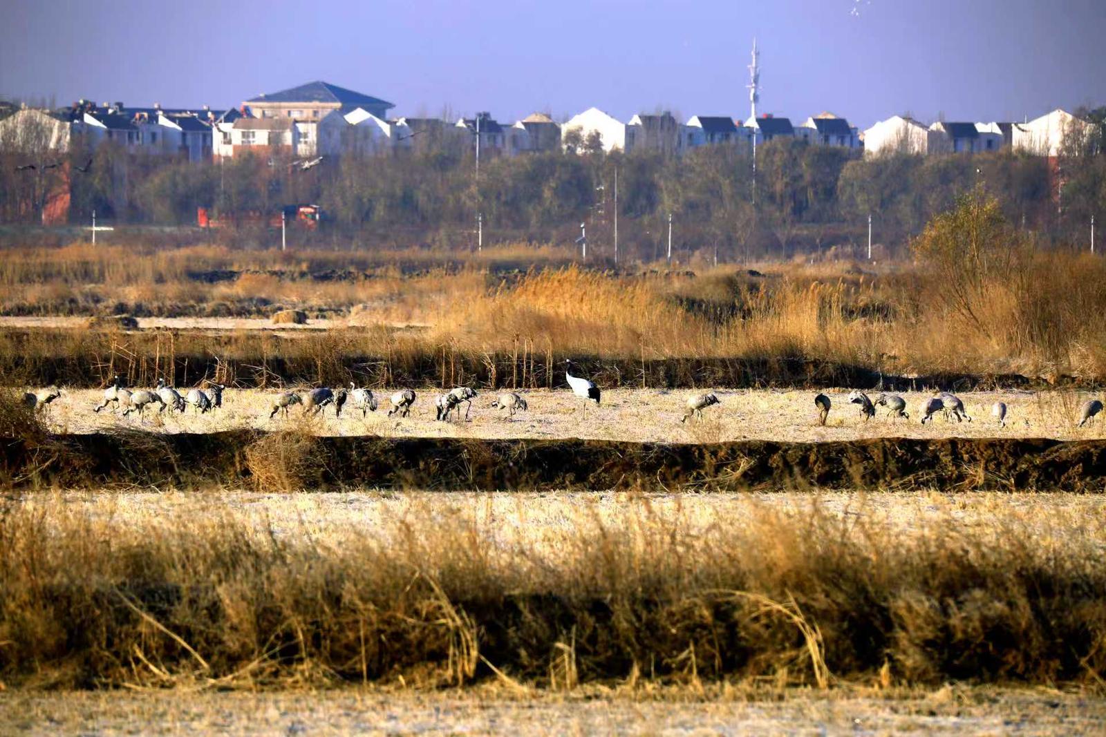 十年守候,终见鹤来!他在取景框里见证家乡重生 十年守候,终见鹤来!他在取景框里见证家乡重生