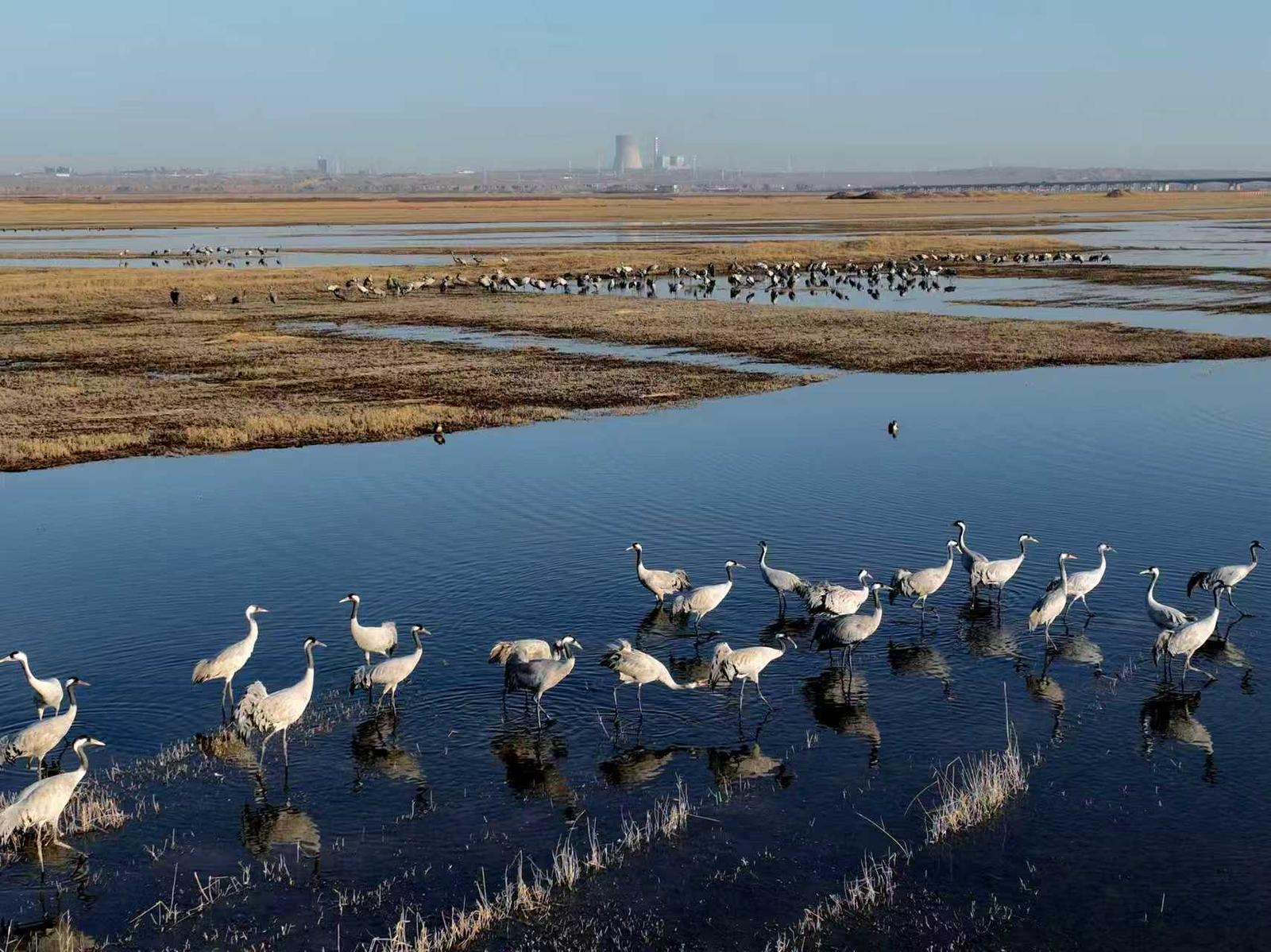 十年守候,终见鹤来!他在取景框里见证家乡重生 十年守候,终见鹤来!他在取景框里见证家乡重生
